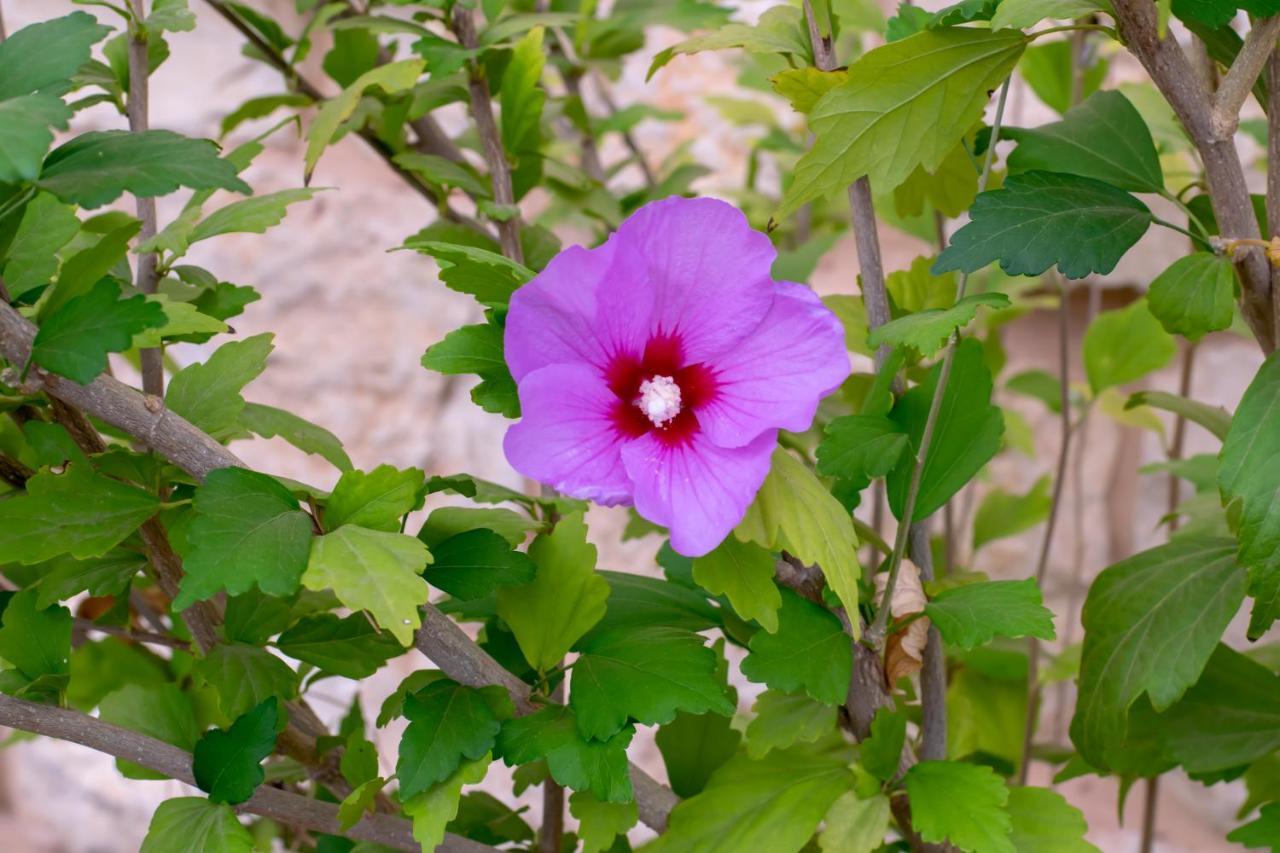הבית של סתיו Rosh Pinna Exterior foto